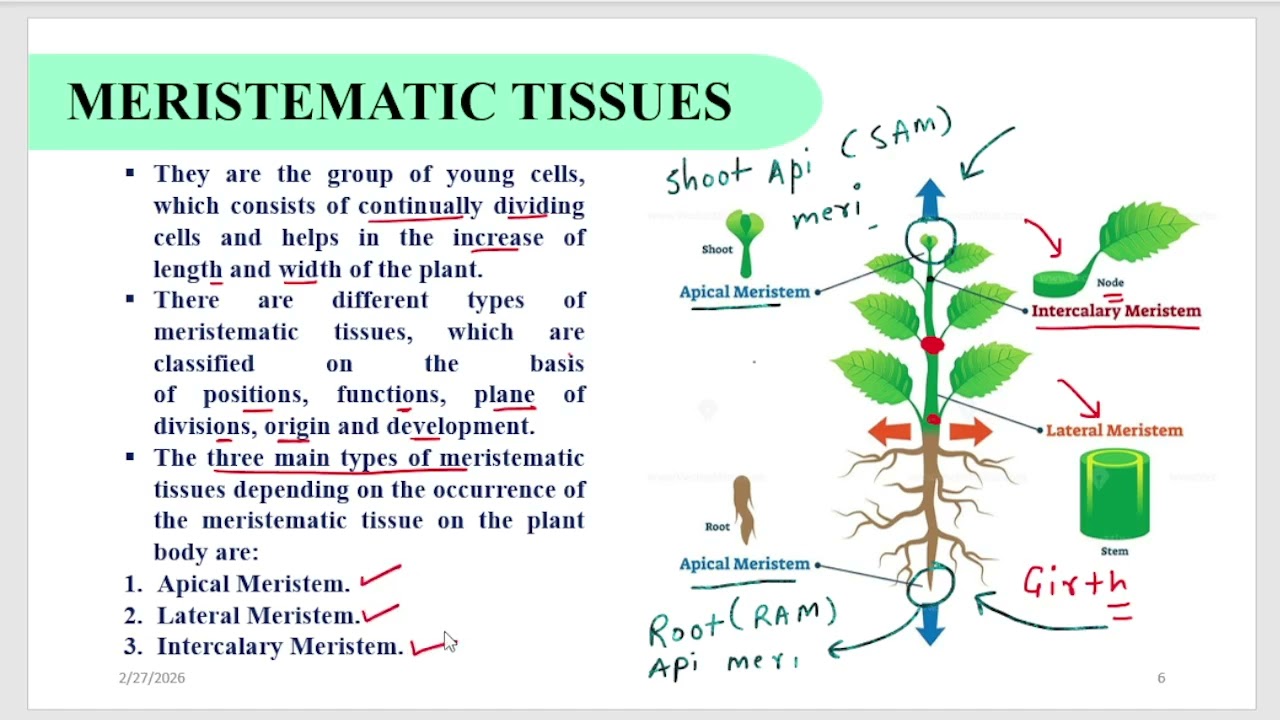 Class 9th BIOLOGY - TISSUE - PLANT TISSUE part 1