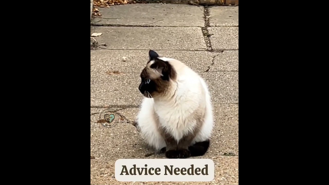 She showed up on my doorstep a year ago (pic 3) just skin and bones.