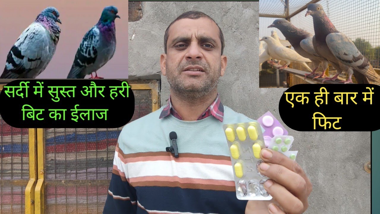 कबूतर का सुस्त बैठने और हरी बिट का 100%  ईलाज ।। mo.9911786166