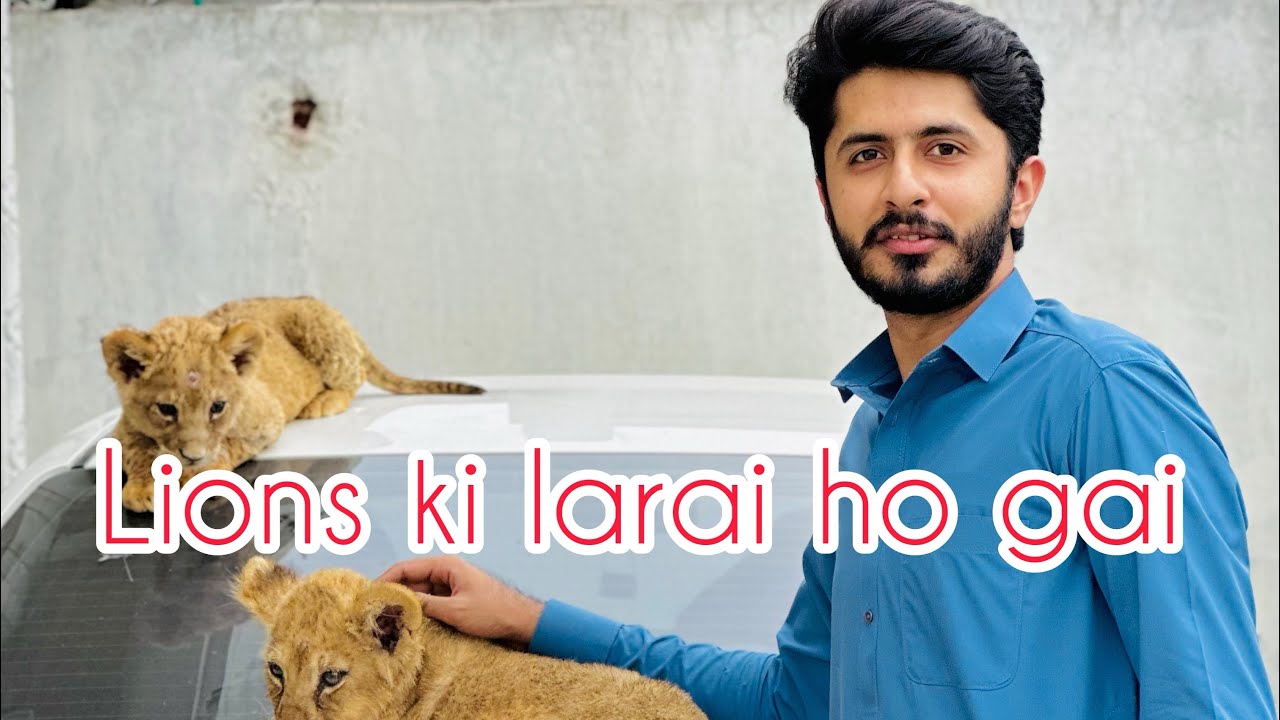 Lion cubs #lioncubs #chusamadhillon