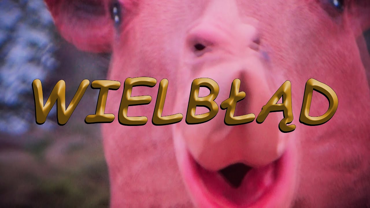 ALOE BOYZ - WIELBŁĄD