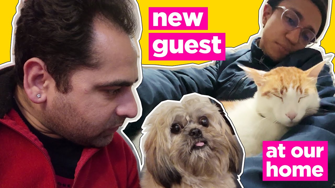 A Gay Couple’s Babysitting Journey + Our Cats React to New Guests #gay #love #queer #dailyvlog #fun
