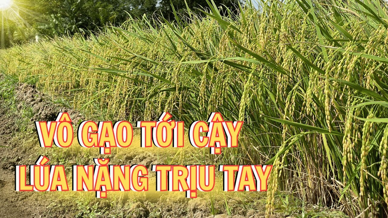 Làm sao để lúa VÔ GẠO CHẮC TỚI CẬY? Bí quyết giúp bông lúa NẶNG TRỊU TAY, năng suất tăng vọt!