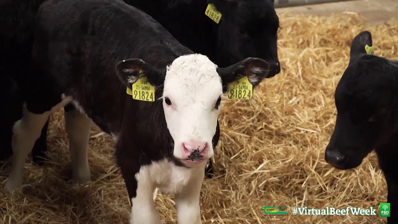 Richard and Liam Long - Virtual Beef Week