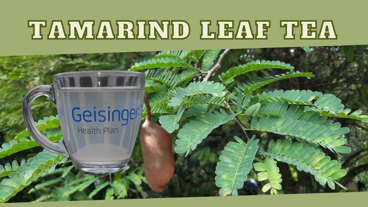 Tamarind Leaf Tea : BENEFITS, RECIPE & PRECAUTIONS / Earth's Medicine