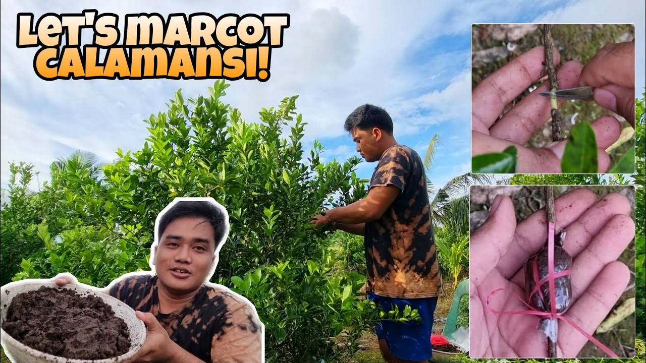 PAANO KO I-AIR LAYER O MARCOT ANG AKING CALAMANSI / CALAMONDIN PLANTS | MARK LASACA