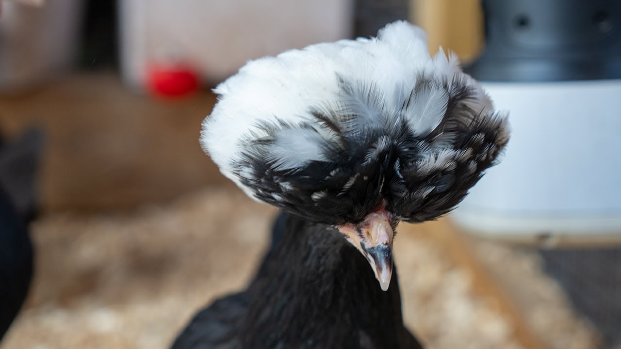 LIVE: Fluffy Silkie Bantams Chicken Coop Cam