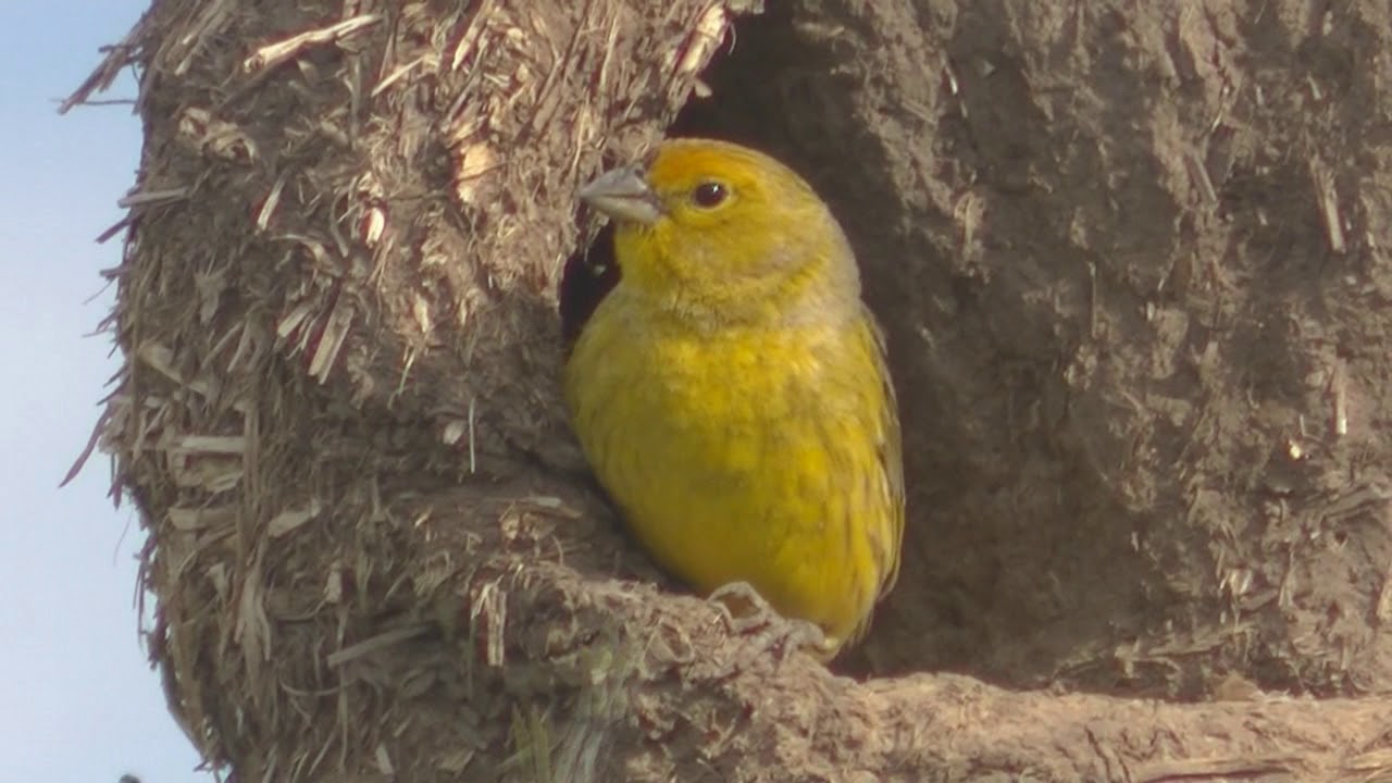 Aves que anidan en nidos de Horneros 2018