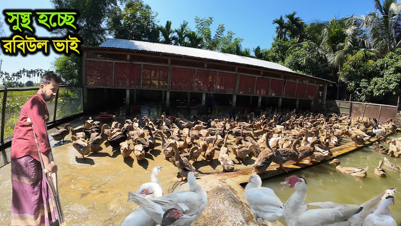 সুস্থ হচ্ছে রবিউল ভাই, সচল হচ্ছে খামার| Muscovy duck farming