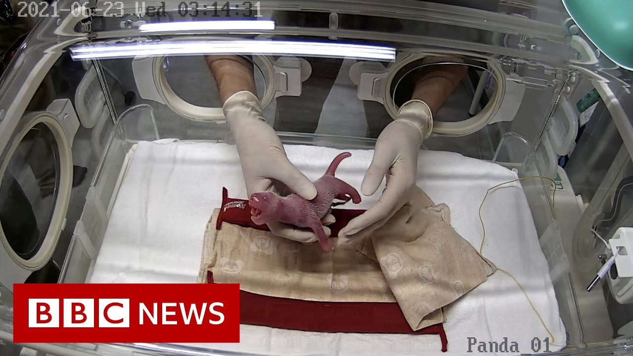 Giant panda gives birth to twins at Tokyo's Ueno Zoo - BBC News
