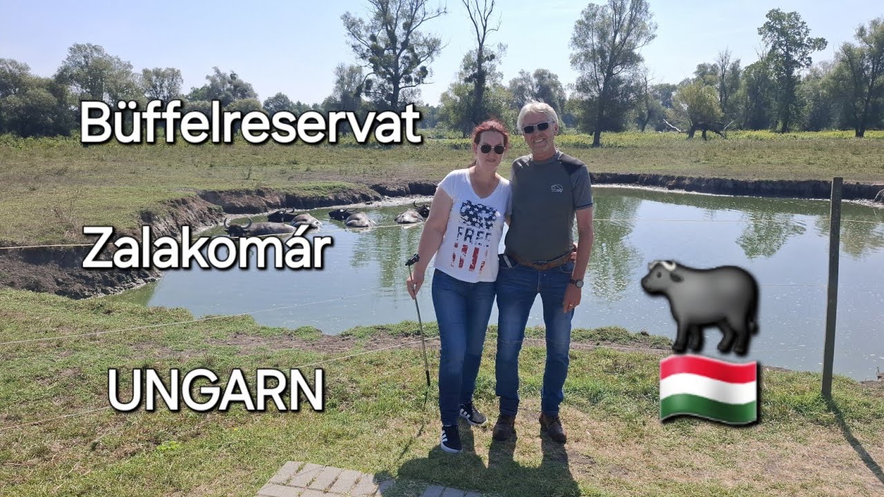 🇭🇺 Ungarn #1 || Das Büffelreservat in Zalakomár 🇭🇺