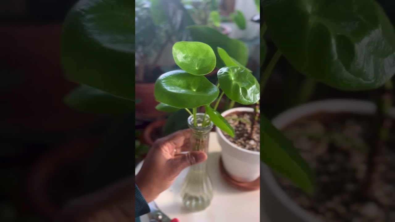 On bouture mon Pilea et on croise les doigts 🤞🏾 #pilea #pileapeperomioides