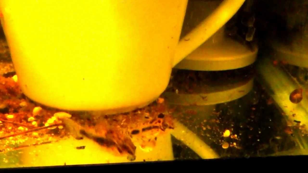 Corydoras habrosus   breading & laying eggs