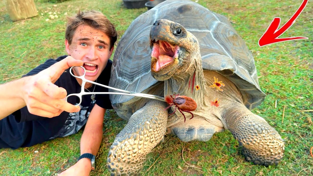 I PULLED BLOOD SUCKING CREATURES Off My ANIMALS !