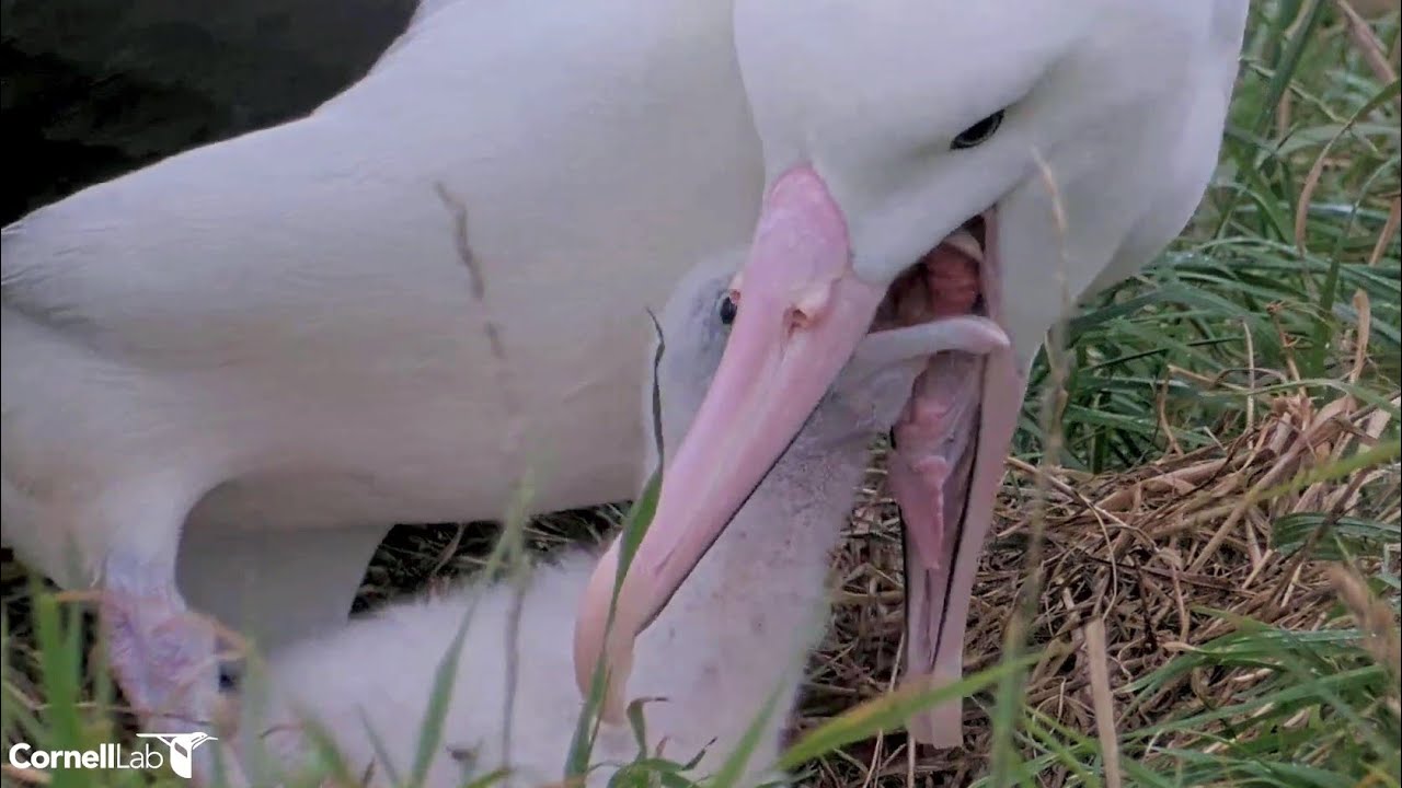 Royal Albatross~Great Closeup feeding by Mom~7:56 PM 2026/02/06
