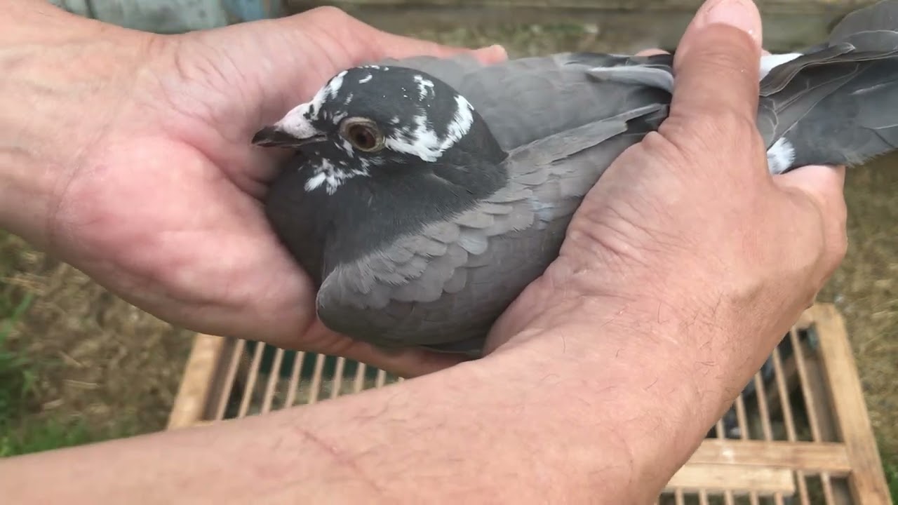Pigeon Racing Pulling the 9th & 10th flight for a full wing during the race season