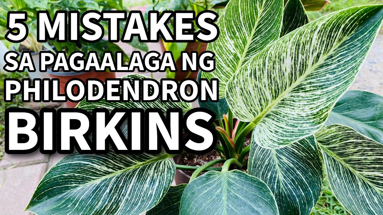 5 MISTAKES SA PAGAALAGA NG PHILODENDRON BIRKINS | Plant Care for Beginners