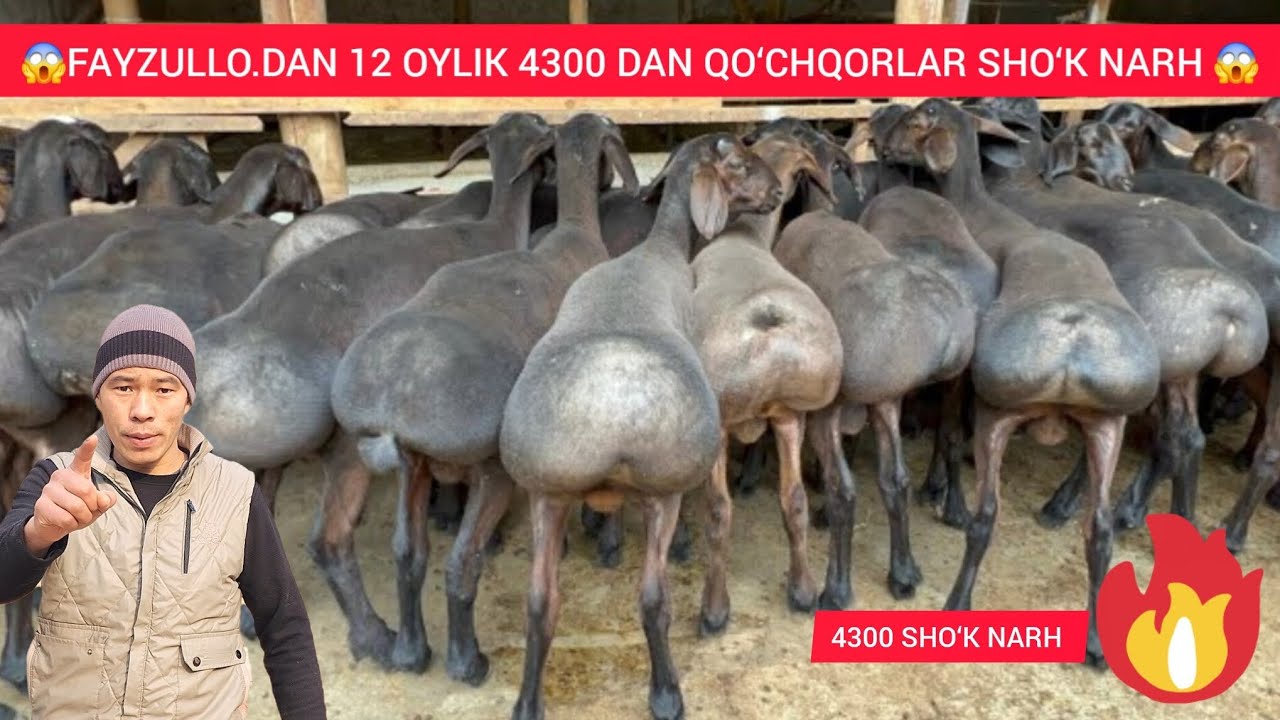 FAYZULLO DAN 11.12.OYLIK 4300 DAN QO‘CHQORLARI 