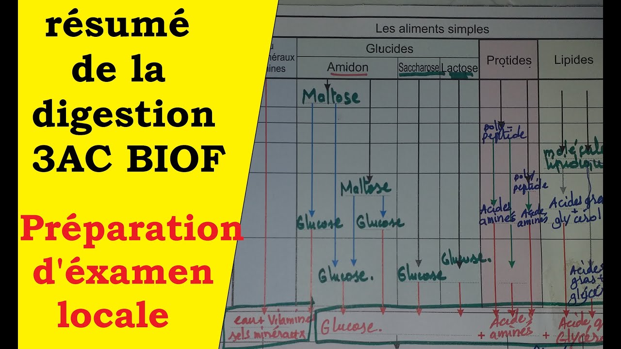 Meilleur résumé de la digestion 3AC Biof ( préparation d'examen)
