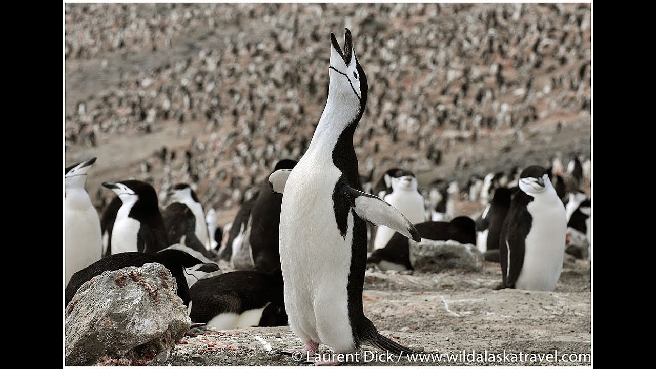 Chinstrap Penguins at Baily Head, Deception Island, South Shetland Islands, Antarctica
