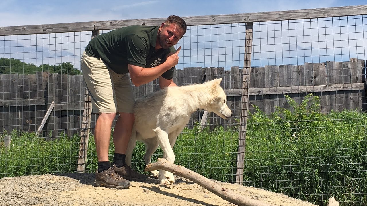 Animal Adventures with Jordan: Arctic Wolves