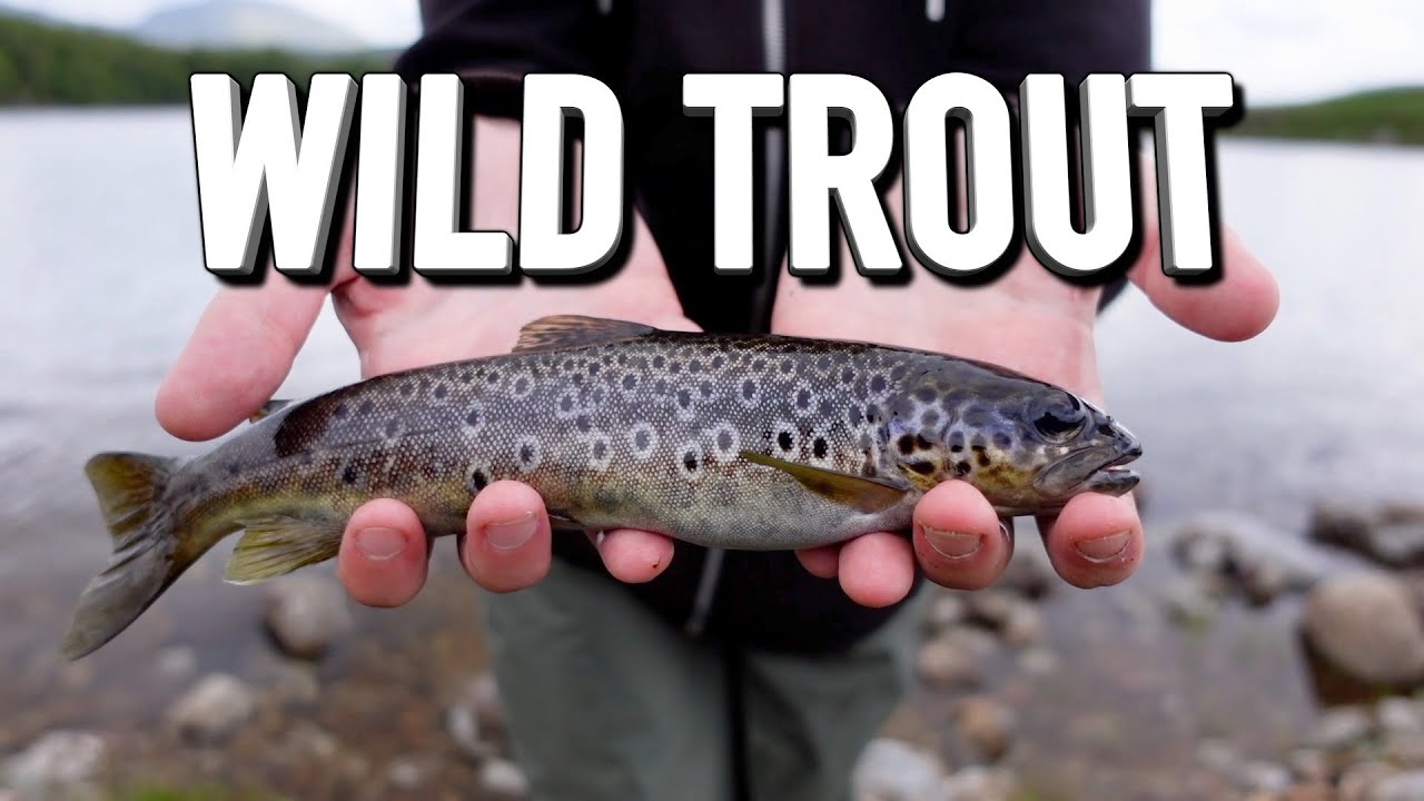 Proven Lure's To Catch More Brown Trout in Loch's
