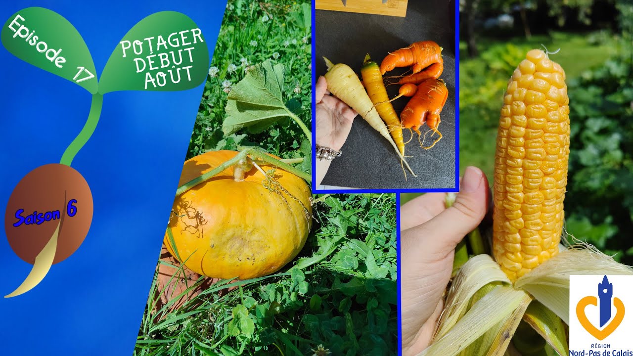 🍆S6 - Episode 17 : Tour du potager début Août🌽