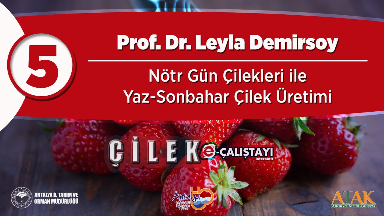 5 Çilek E-Çalıştayı - Nötr Gün Çilekleri ile Yaz-Sonbahar Çilek Üretimi