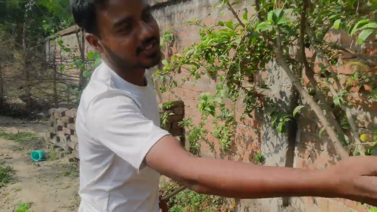 चलिए आज हम लोग का बागान दिखाएंगे 