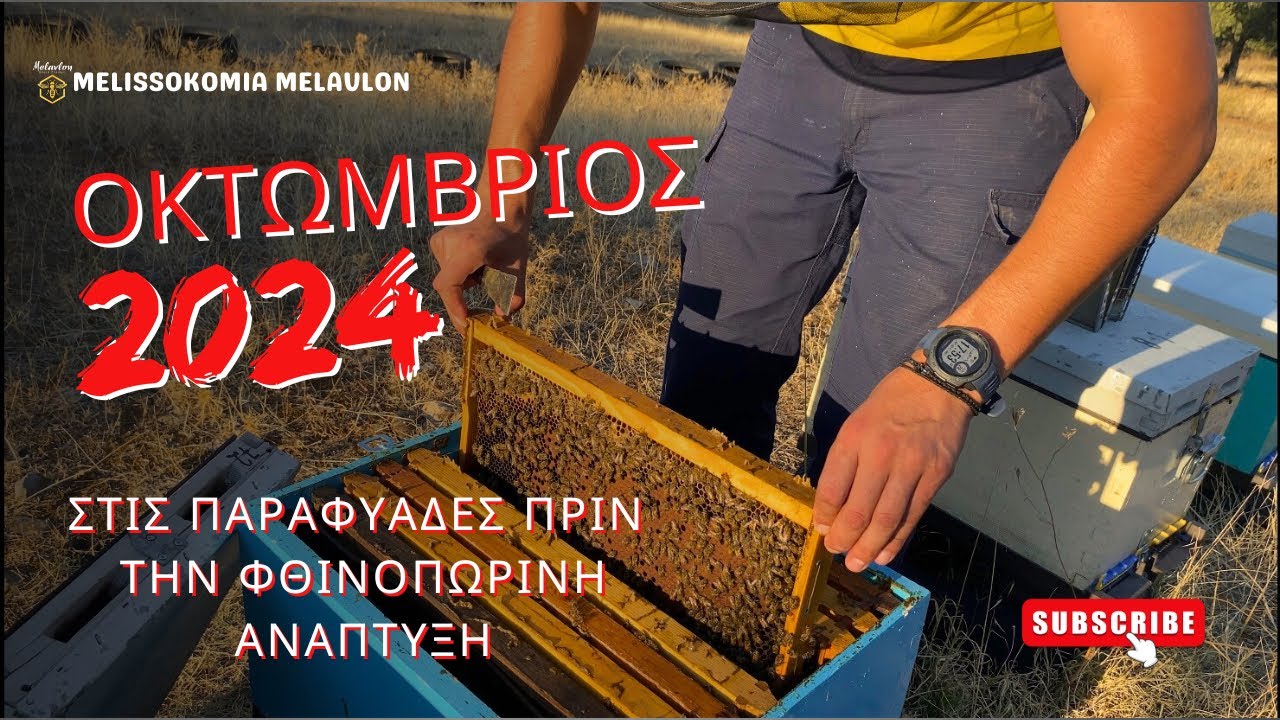 Στις παραφυάδες πριν την φθινοπωρινή ανάπτυξη. Οκτώβριος 2024