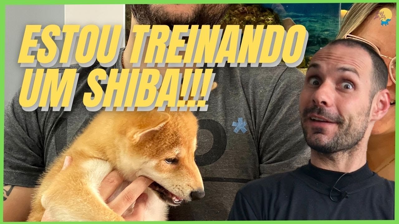 SHIBA INU É UM CACHORRO AGRESSIVO (?) | CONHEÇA A RAÇA E NÃO FAÇA M$%@#