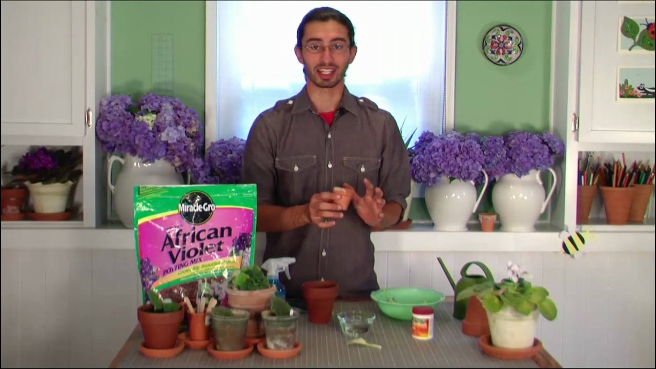 Starting African Violets