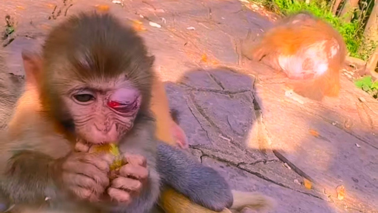 🚨 “This broke my heart… those little eyes are full of fear.