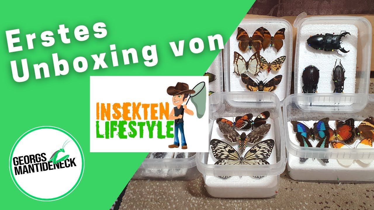 Mein erstes Riesen-Unboxing von INSEKTEN LIFESTYLE