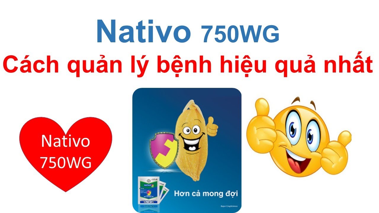 Nativo cách trị bệnh đạo ôn, lem lép hạt lúa và thán thư hiệu quả nhất | Bayer | thuốc trừ bệnh