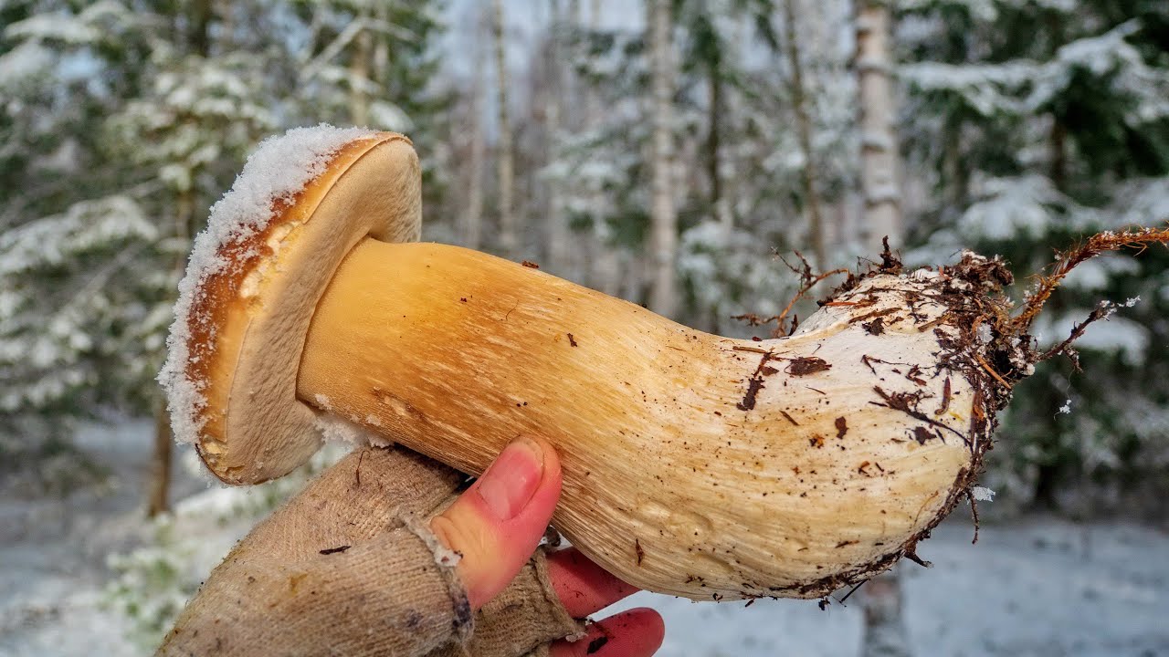 Полная корзина БЕЛЫХ ГРИБОВ в подмосковном снежном лесу! Фильм из цикла 