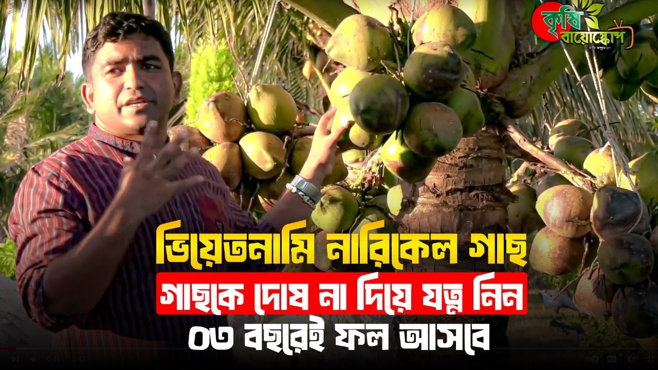 ভিয়েতনামি নারিকেল গাছ (খাটো জাত)- গাছকে দোষ না দিয়ে যত্ন নিন-০৩ বছরেই ফল আসবে-২য় পর্ব