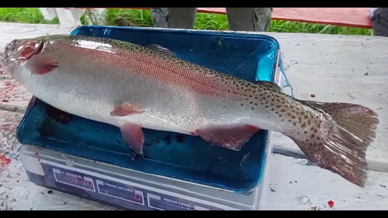 Truchas de 4 libras: Torneo Exitoso.