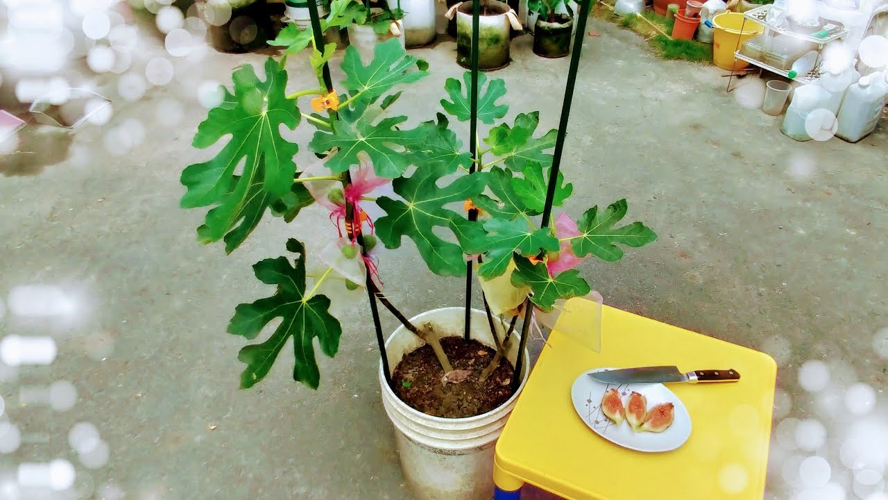 如何幫盆植「無花果」整枝、套袋。