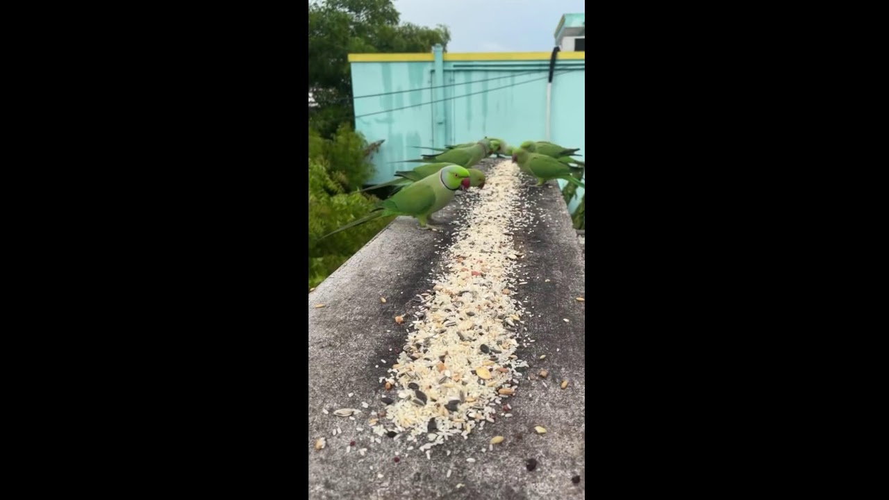 Feeding Time! A Day with My Green Ring-Neck Alexandrine Parrot 🦜🥜