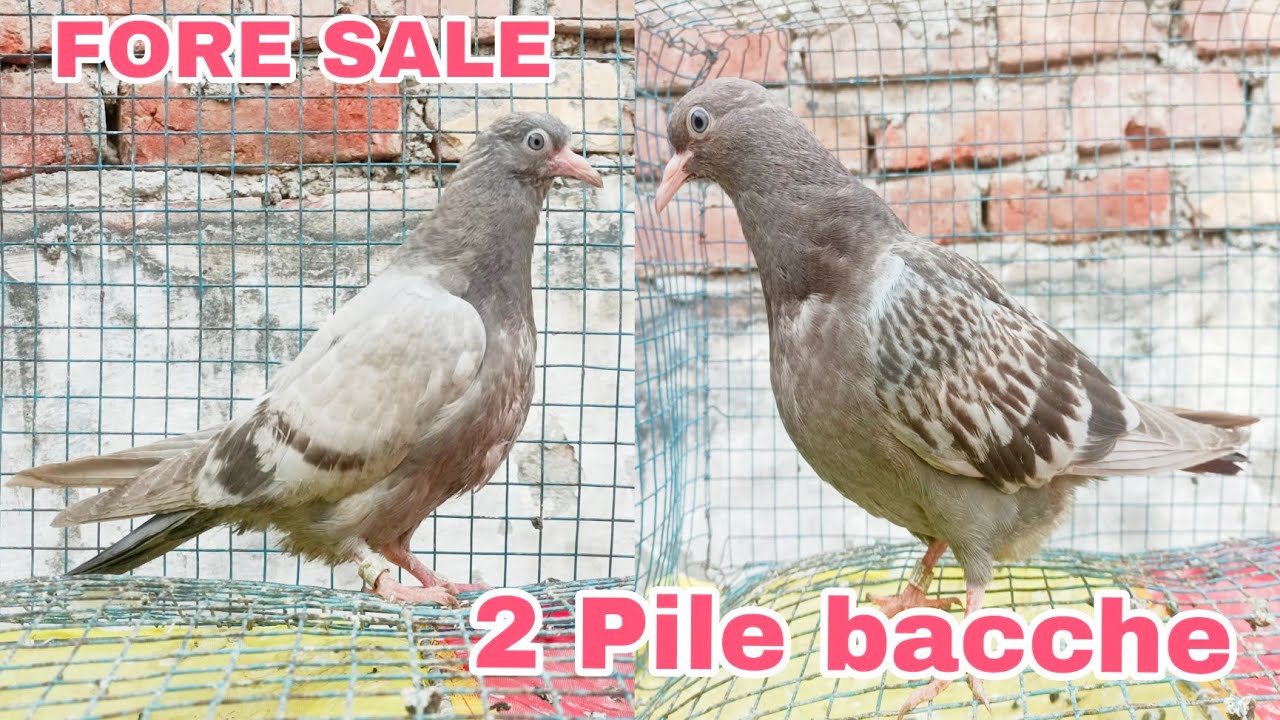 #9319066031  Fore Sale 2 PILE PUNJABI BACCHE 