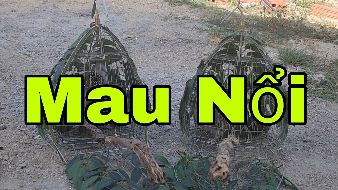 Cách Nuôi Cu Gáy Bổi Nhanh Nổi | Vài Tháng Là Nổi Lên Mồi