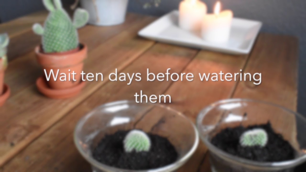 How to propagate a Prickly Pear cactus