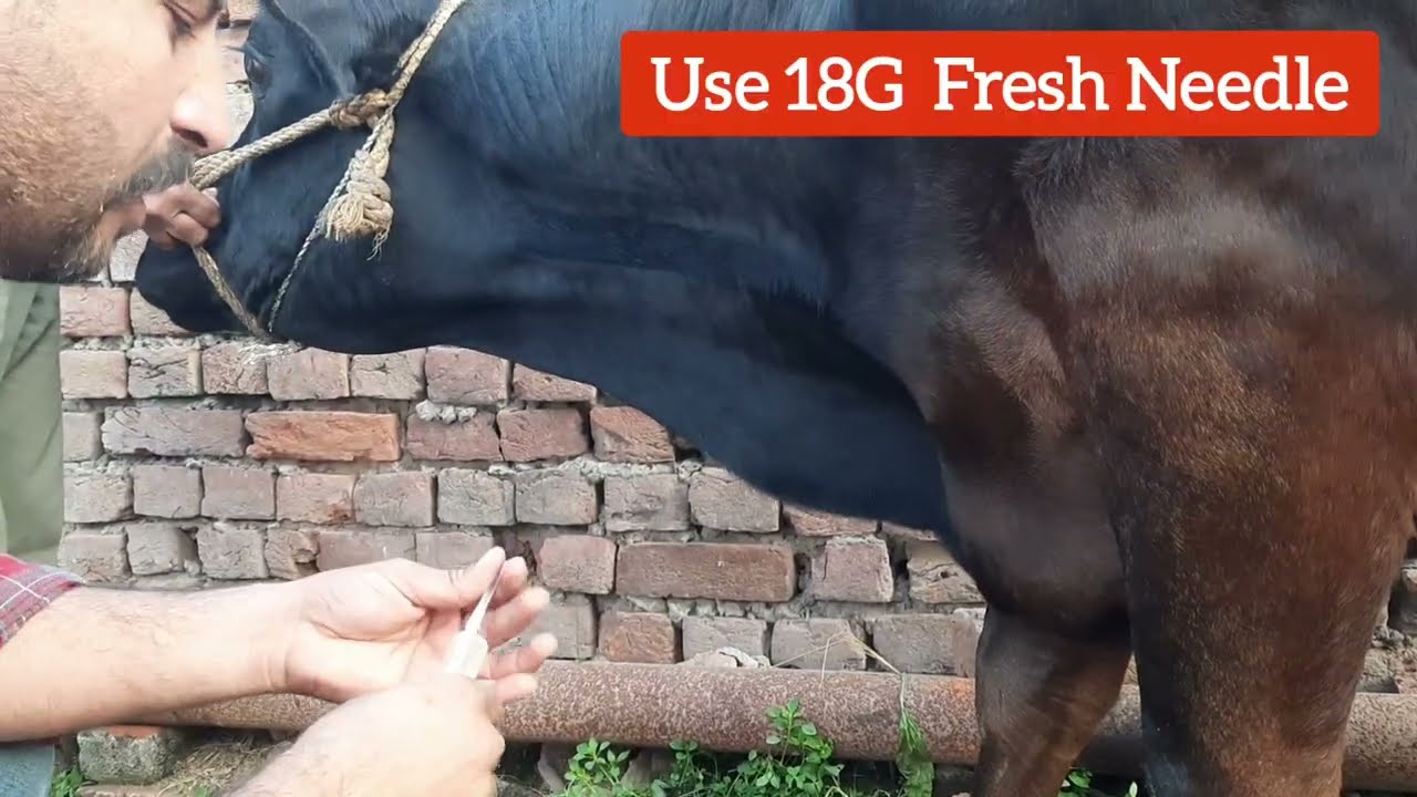 गाय में Juglar vein में IV इंजेक्शन कैसे लगाते हैं! how to give iv injection in cow || Dr Ashwani ||