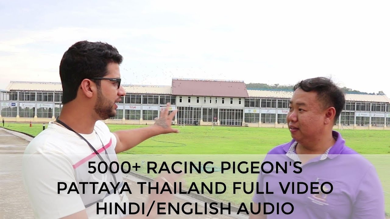 RACING PIGEONS IN PATTAYA THAILAND. FULL VIDEO ENGLISH/HINDI AUDIO. || ONE LOFT RACE PATTAYA