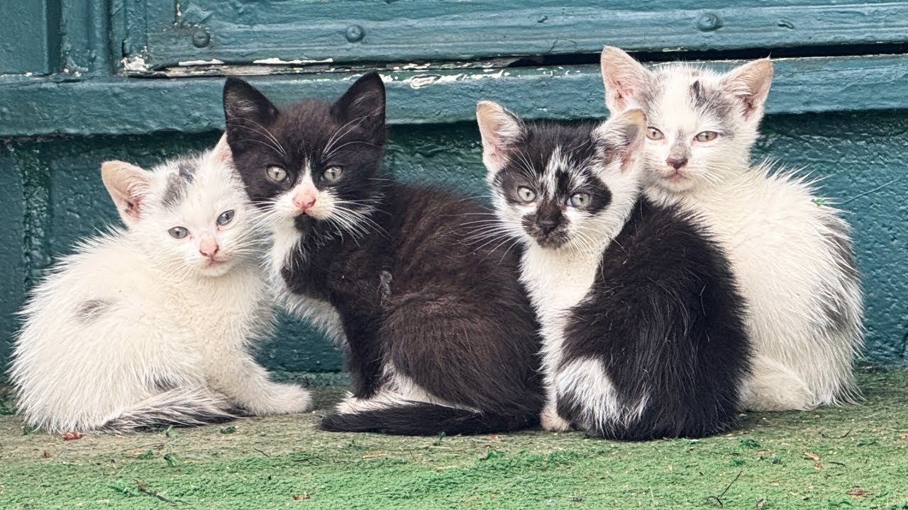 Rescuing Kittens Born at a Construction Site