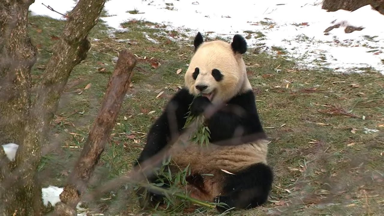 LIVE: Chinese pandas make their public debut at Smithsonian's National Zoo in Washington D.C.