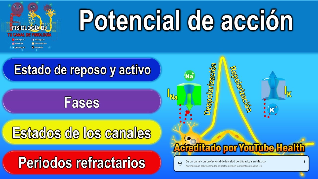 POTENCIAL DE ACCIÓN (resumido) | Potencial de acción neuronal | Potencial de acción fisiología