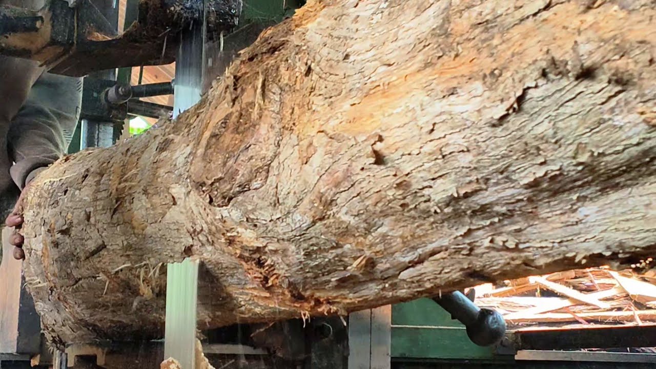 Cara saya mengubah kayu bongsor dari tanah kuburan di gergaji sawmill