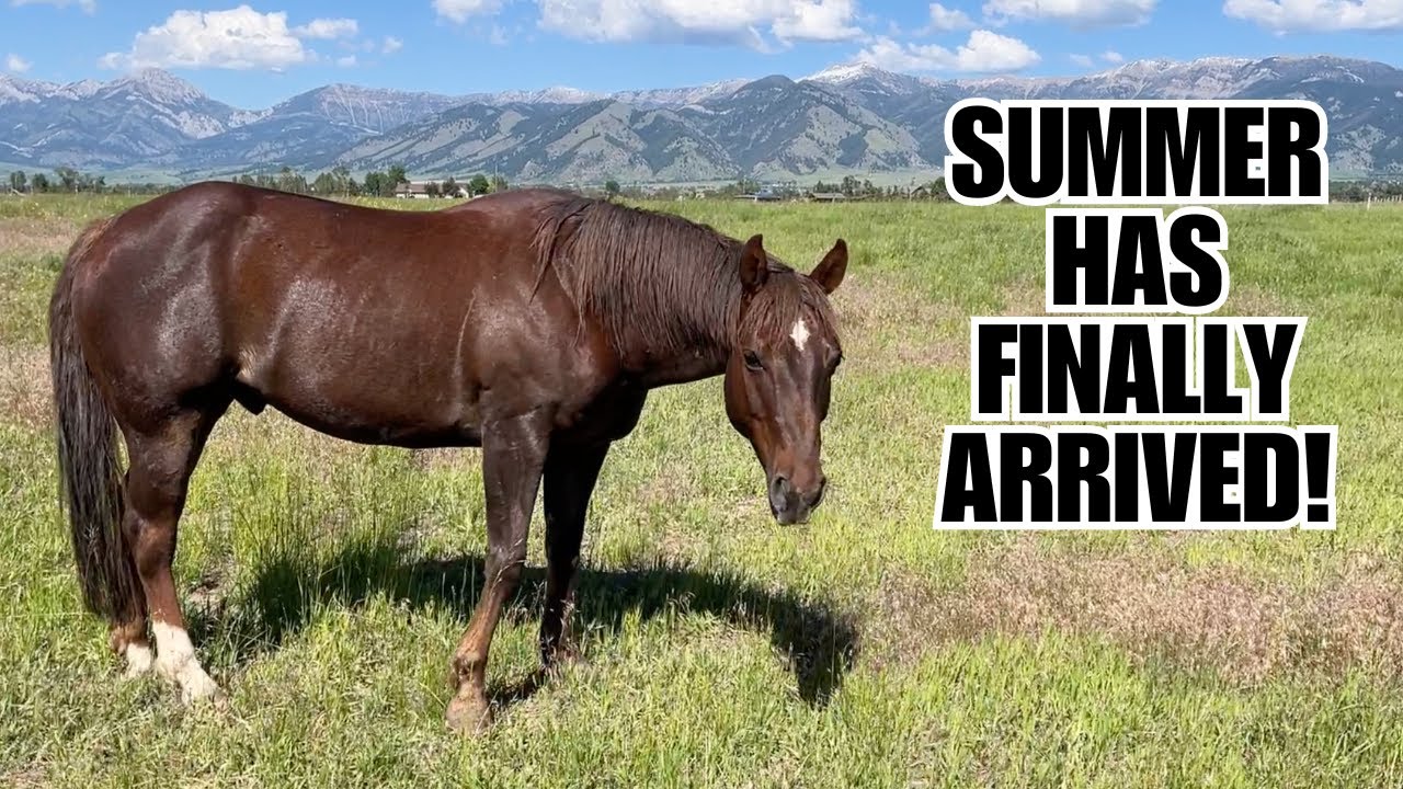 Time to move the HORSES!  Summer in Montana is AMAZING!